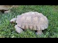 Desert Tortoise Roaming Aound 🐢 🌱