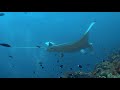 Diving the Four Kings | Wonderful Diving in Raja Ampat, West-Papua, Indonesia 2019/2020 (4K Video)