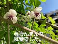 2023年4月 春景色[アケビの花]&[なるこゆりの芽吹き]&…