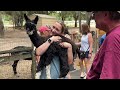 Alpaca Farm, Petting Zoo, Florida Animal Farm, Baby Animal, Luna Sea Alpaca Farm, Clermont Florida