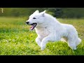 10 Reasons You Should NOT Get A White Swiss Shepherd