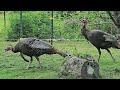Turkeys-Deer-Sandhill Cranes (grazing)