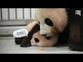 [판다로그] 아기판다 난생 처음 놀이방에 데려갔더니ㅋㅋㅋㅋ | 에버랜드 판다월드 푸바오 (Baby Panda 'FuBao')