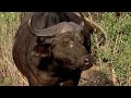 The Deadly Tactics Of Africa's Ultimate Predators | Apex Predators