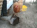 Chicken drinking from a broken vase