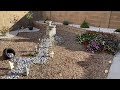 Landscaping with gravel in AZ