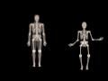 The Bones  Skeletal System Song/Anatomy