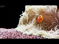 Aquarium 4K VIDEO (ULTRA HD) 🐠 Beautiful Coral Reef Fish - Relaxing Sleep Meditation Music #141