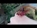 Newly-emerged elephant hawk moth