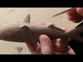 carving a fish sculpture out of walnut.