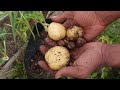 HARVESTING AND CURING POTATOES FROM GROW BAG AND RAISED BEDS| 1 ACRE FOOD FOREST