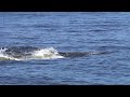Dolphin eating fish at PCC West Campus in slow motion.