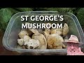 Foraging for St George's Mushrooms 😋