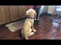 GOLDENDOODLE PUPPY KNOWS 5 TRICKS