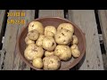 How to grow a lot of potatoes in a container