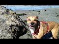 Rascal joyously sniffs a rock at Dillon Beach