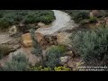 Large Flash Flood / Debris Flow Buckskin Wash / Gulch 2013