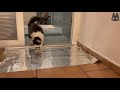 Cats vs Tin/Aluminum Foil! (A Compilation)