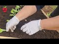 The ideal solution for growing vegetables in a small space - make a raised bed