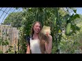 How I Make Sponges From LUFFA Grown In My BACKYARD! Tutorial - Homemade Gift Ideas!