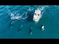 Killer Whales Stalk Boats Off Laguna Beach