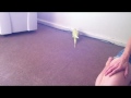 Indian Ringneck chasing and playing with ball.