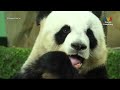 Laporan Khas: Kisah Panda Di Zoo Negara | MHI (24 Mei 2022)