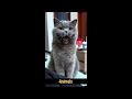 The Best FUNNY ANIMALS VIDEO Of all Time  FUNNY Cats and dogs 🐕