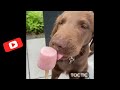 Funny Dogs And Cats Videos 2024 😅 Best Funniest Animal Videos  part -74