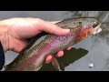 Fly Fishing Half-Day, Tulpehocken Creek, PA - Wooly Bugged