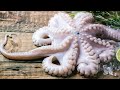 Mysteries of the Deep The Octopus