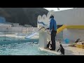2017年4月　言うことをきいた！小樽水族館のペンギンショー