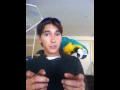 Q&A | Macaws | how to pet a macaw (For Beigenners)