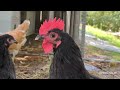 Tips To Keep Chickens Cool In the Summer🥵🐔🐓