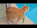 WHEN YOU SAVE YOUR CAT FROM FALLING IN THE POOL! 😻❤️ #cat #funnycats #gingercat #catlover