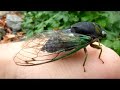 Cicada calling on my hand