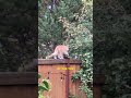 Hungry Cat Hunts for Food (then fumbles)