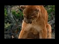 Young Cougar Fights To Become Alpha Apex Predator