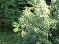 Alpine slide aeriel view - Attitash Mountain Resort, NH