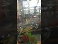 71 seconds inside the lives of my turtles