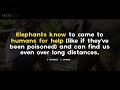 38 Unknown Facts about Elephants | Elephants | Interesting Facts | Facts CEO