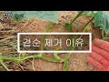 Cucumber cultivation . Korean vegetable garden