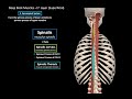 Deep Back Muscles (Division, Origin, Insertion, Function)