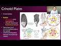 Echinoderms (Crinoids, Starfish, Sand Dollars, & More)- Invertebrate Paleontology | GEO GIRL