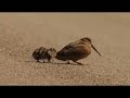 Mama Bird Teaches Her Babies How To Dance