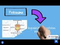 El proteosoma