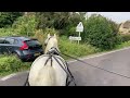 A Horse That Dives Off The Road - with Silver the Cob