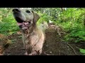 Daytime Television for your Dog.  TV for your dogs.  Dogs playing in the woods