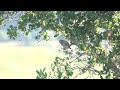 Northern Pygmy-Owl on Toro Ridge