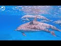 The Ocean Dreams 🐳- Coral Reefs and Colorful Sea Life - Relaxing Music